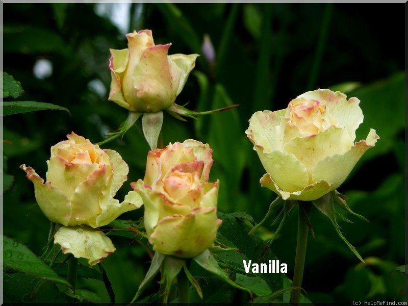 'Vanilla (florist rose, Kordes 1994)' rose photo