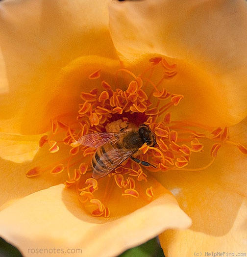 'Mrs. Oakley-Fisher (Hybrid Tea, Cant, 1921)' rose photo