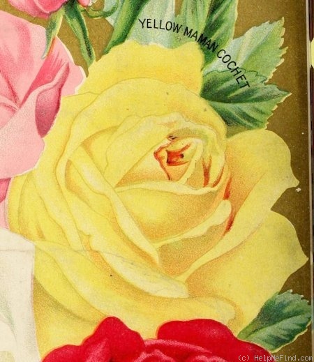 'Yellow Maman Cochet (tea, Buatois 1897)' rose photo