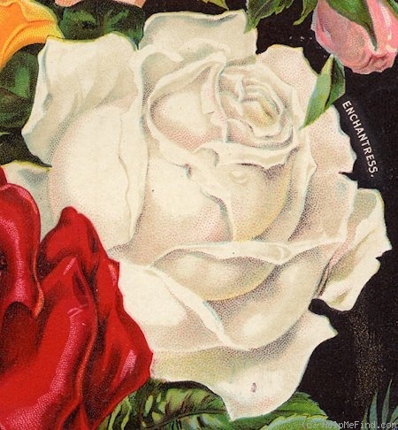 'Enchantress (tea, Paul, 1896)' rose photo