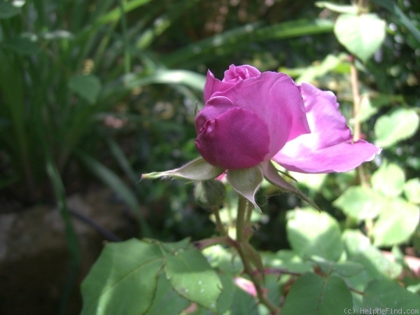 'Pironti Tournedos' rose photo