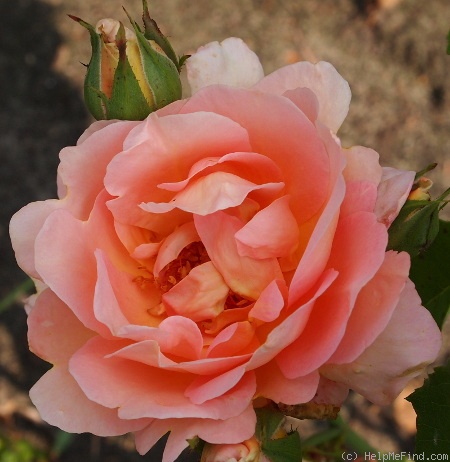 'Gladys Benskin' rose photo