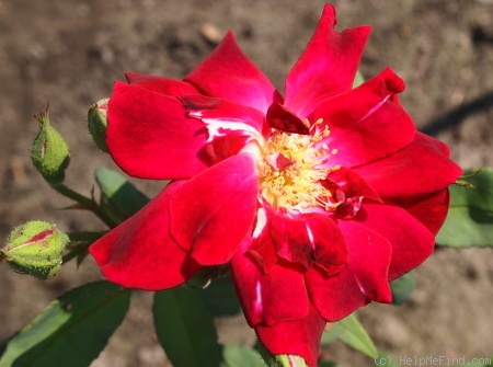 'Crimson Crown' rose photo