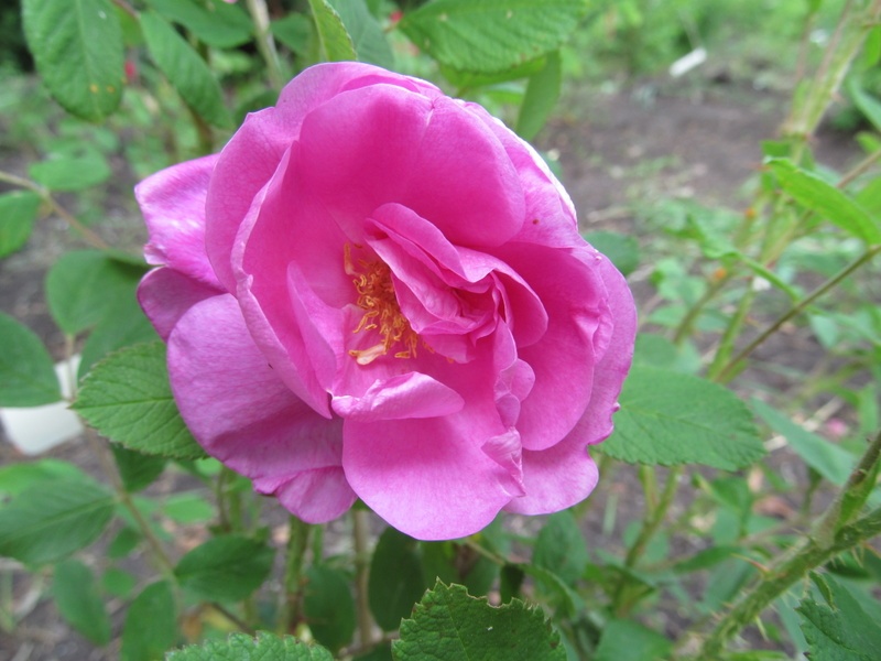 'Fanny Heath' rose photo