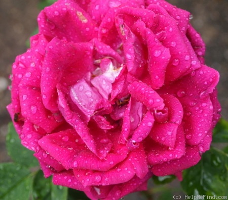 'Henri Nevard' rose photo