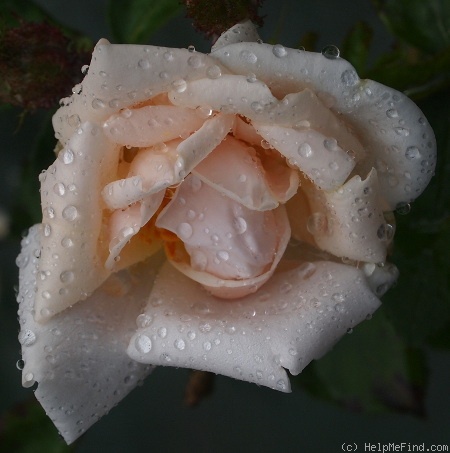 'Gabrielle Noyelle' rose photo