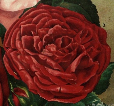 'Marshall P. Wilder (hybrid perpetual, Ellwanger, 1885)' rose photo