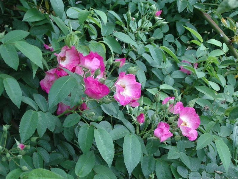 'Gladsome' rose photo