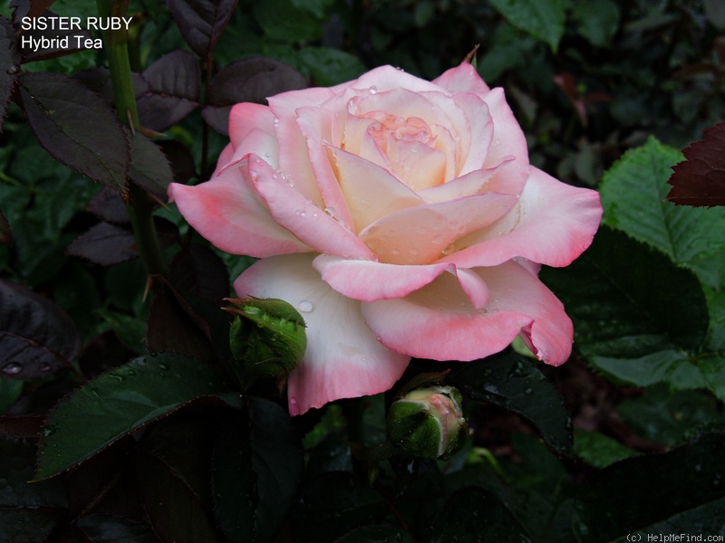 'Sister Ruby' rose photo