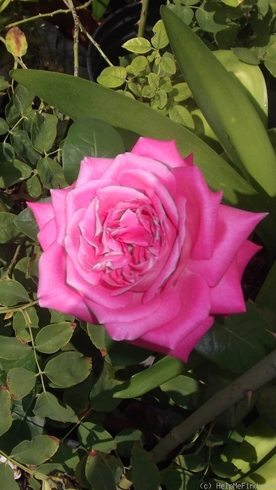 'Eden Rose (hybrid tea, Meilland, 1949)' rose photo