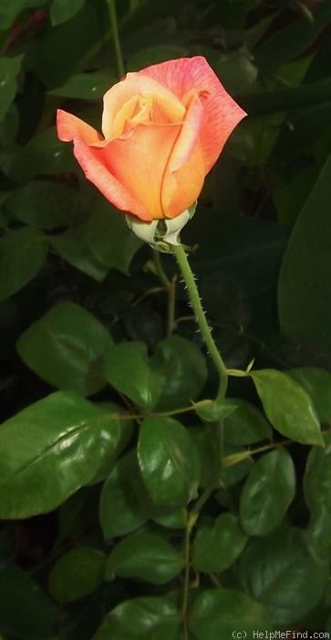 'Sutter's Gold (Hybrid Tea, Swim, 1946)' rose photo