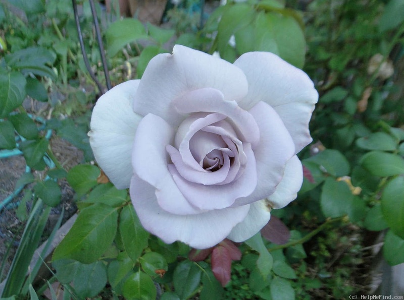 'Stainless Steel ™' rose photo