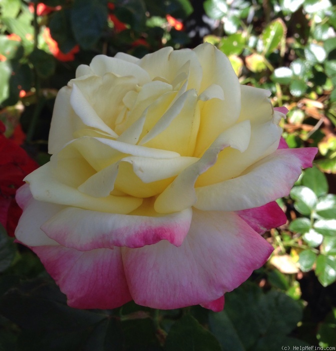 'French Perfume' rose photo