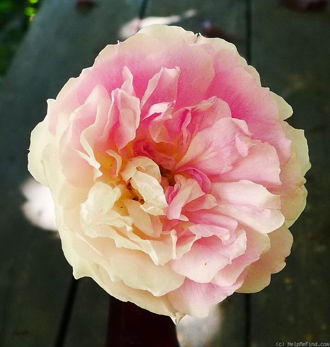 'Princesse Joséphine de Flandre' rose photo