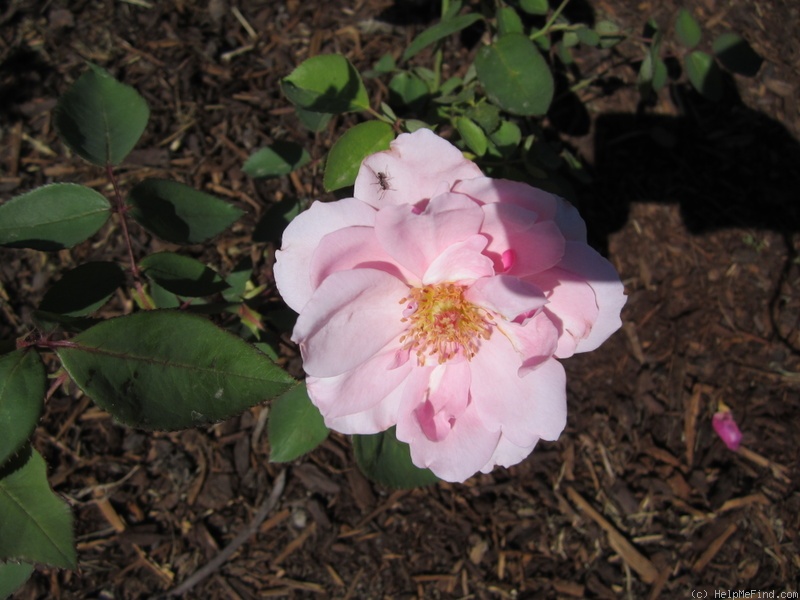 'Mrs. E. G. Hill' rose photo