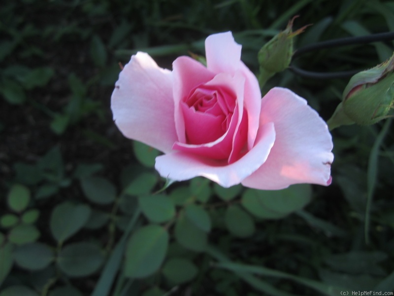 'Mrs. E. G. Hill' rose photo