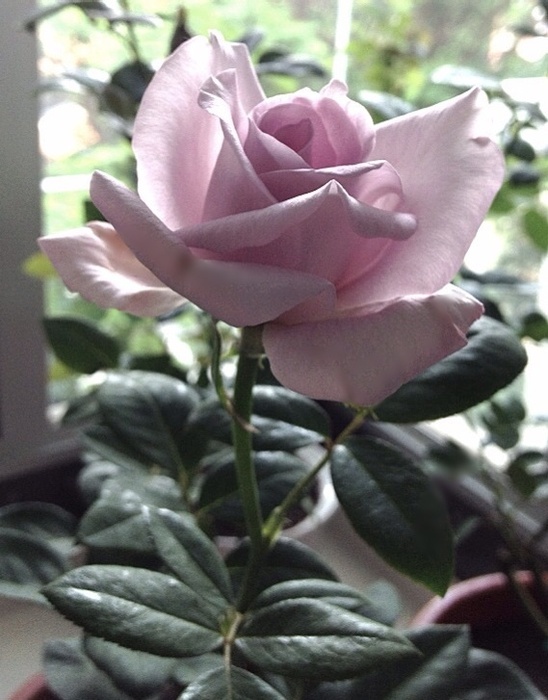 'Blue Moon' rose photo