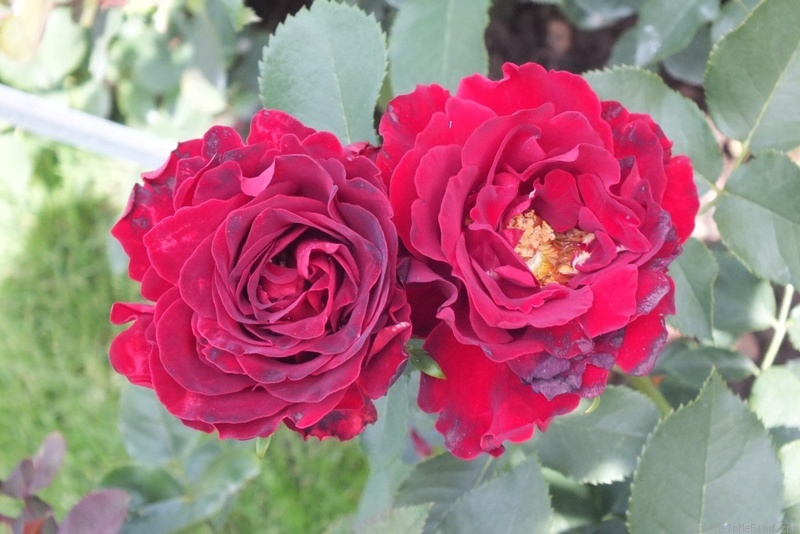 'Heinz Winkler' rose photo