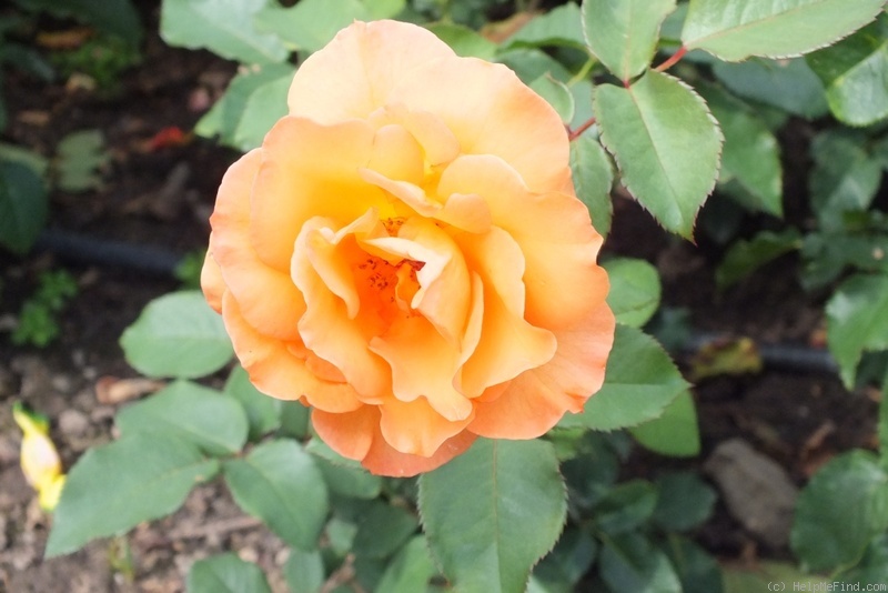 'Doris Tysterman' rose photo