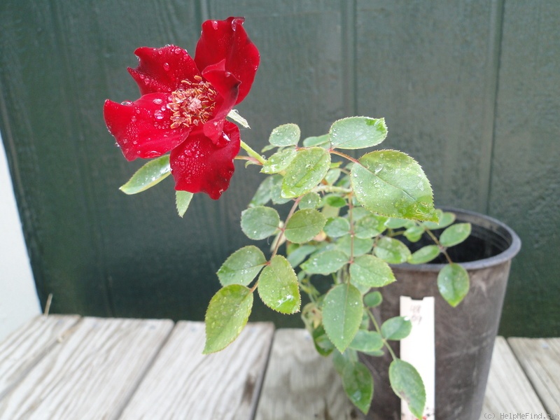 'Old Spice Red' rose photo
