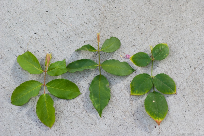 'Elie Beauvilain (Tea Noisette, Beauvilain, 1887)' rose photo