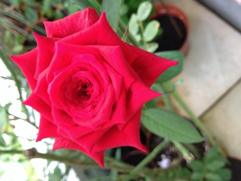 'Sir Donald Bradman' rose photo
