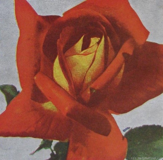 'Orange Nassau' rose photo