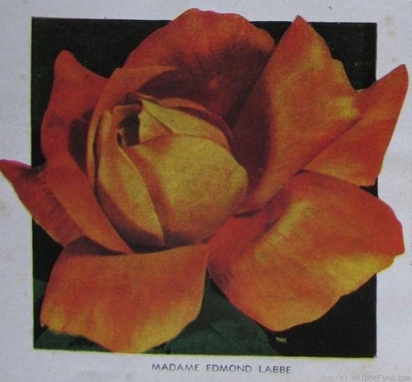 'Madame Edmond Labbé' rose photo