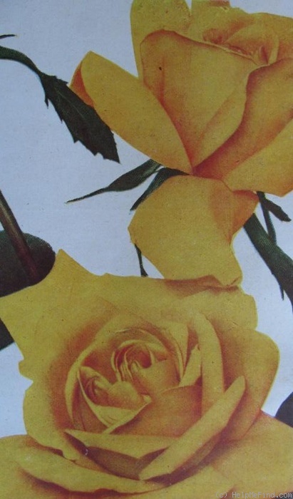 'Golden State (hybrid tea, Meilland 1937)' rose photo