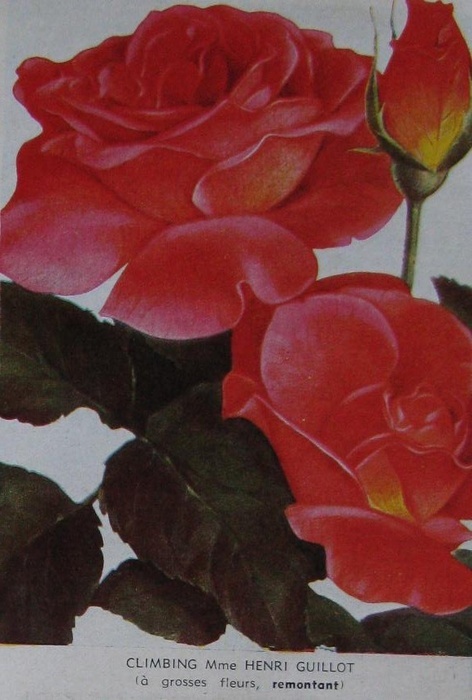 'Madame Henri Guillot, Cl.' rose photo