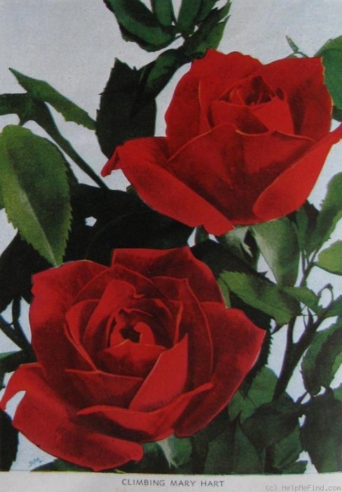 'Mary Hart, Cl.' rose photo