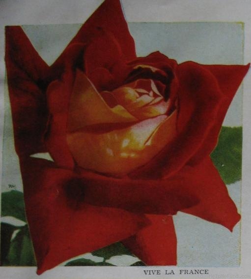 'Vive la France' rose photo