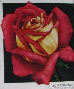 'Paul Fromont' rose photo