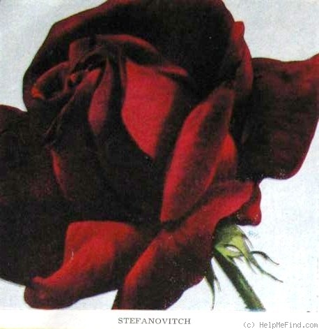 'Stefanovitch' rose photo