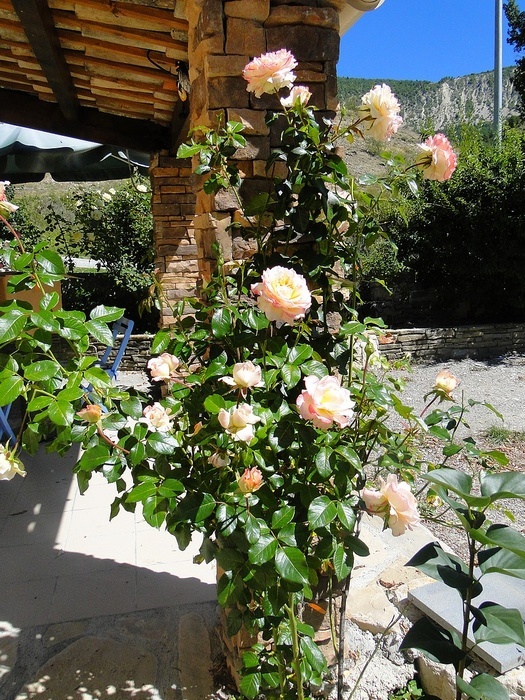 'Pierre Tchernia ®' rose photo