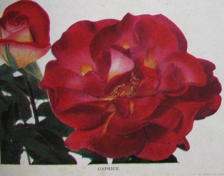 'Caprice (hybrid tea, Meilland, 1946)' rose photo