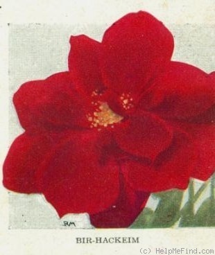'Bir-Hackheim' rose photo