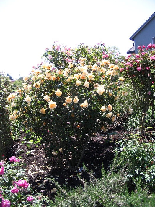 'The Friends of Vintage Roses Collection'  photo