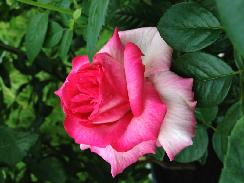 'Keepsake (hybrid tea, Kordes 1973)' rose photo