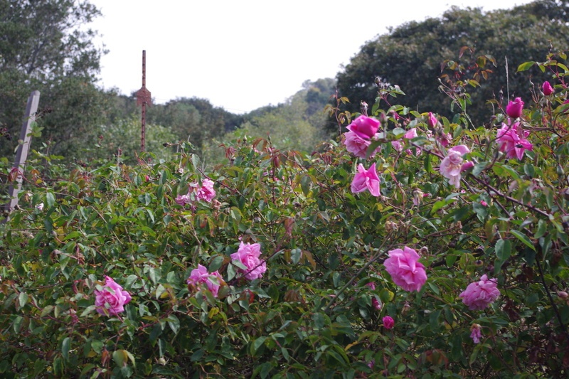 'The Friends of Vintage Roses Collection'  photo