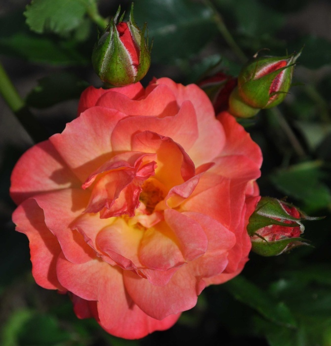'koenig's rosen'  photo