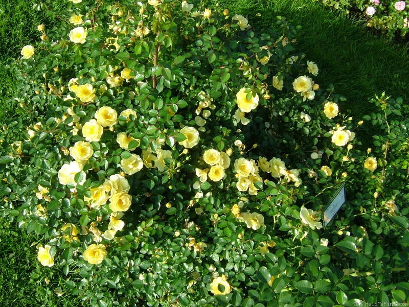 'Bienenweide Gelb (syn. 'Gelbe Babyflor')' rose photo