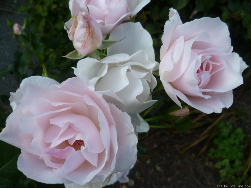 'Marie-Louise Velge' rose photo