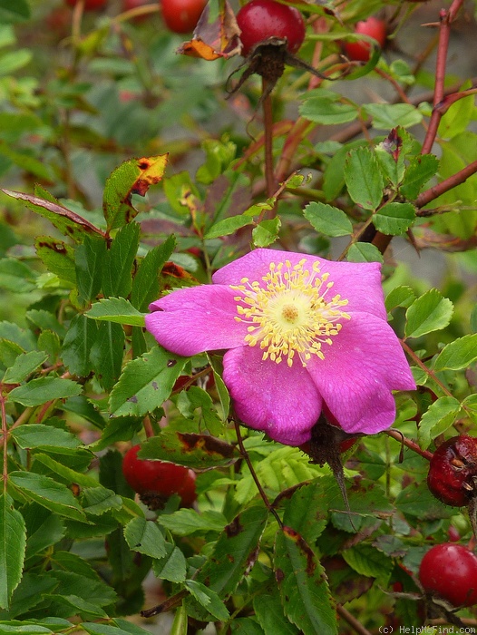 'R. blanda' rose photo