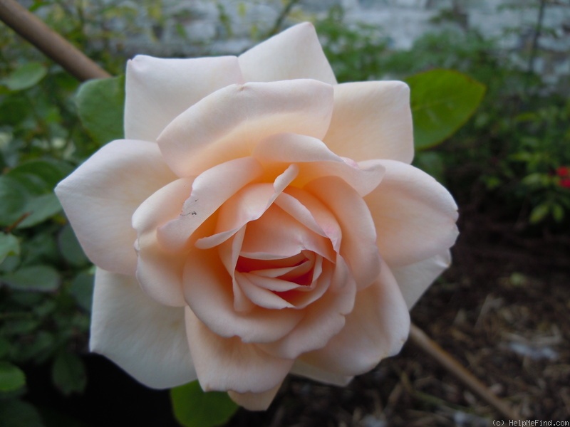 'Martine Guillot ®' rose photo