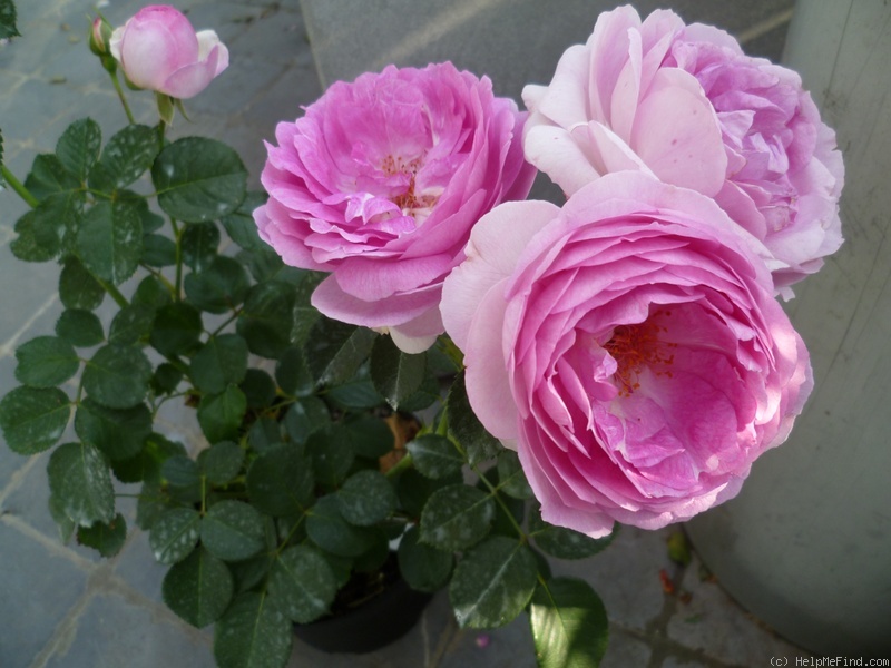 'Vesalius' rose photo