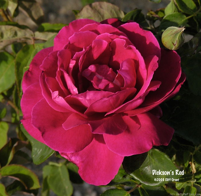 'Dickson's Red' rose photo