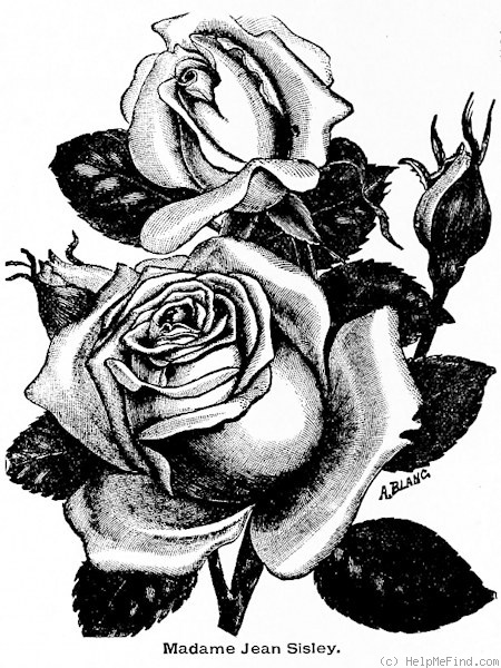 'Madame Jean Sisley' rose photo