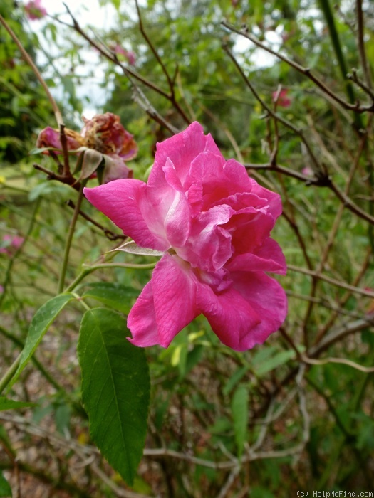'Camellia Rose (Noisette, Laffay, 1830)' rose photo