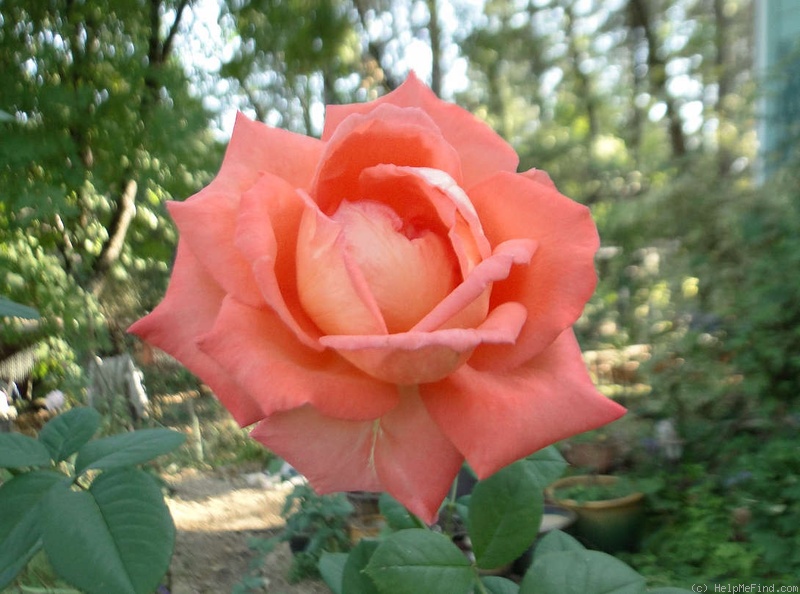 'Boulie's Dream™' rose photo